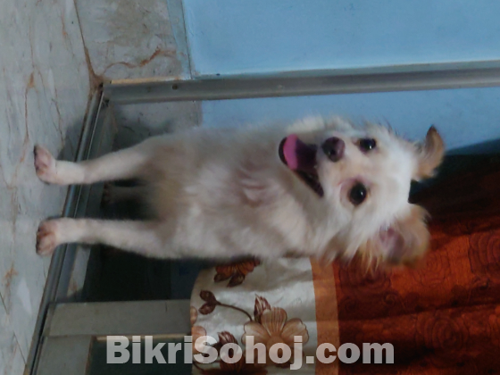 japanese spitz dog